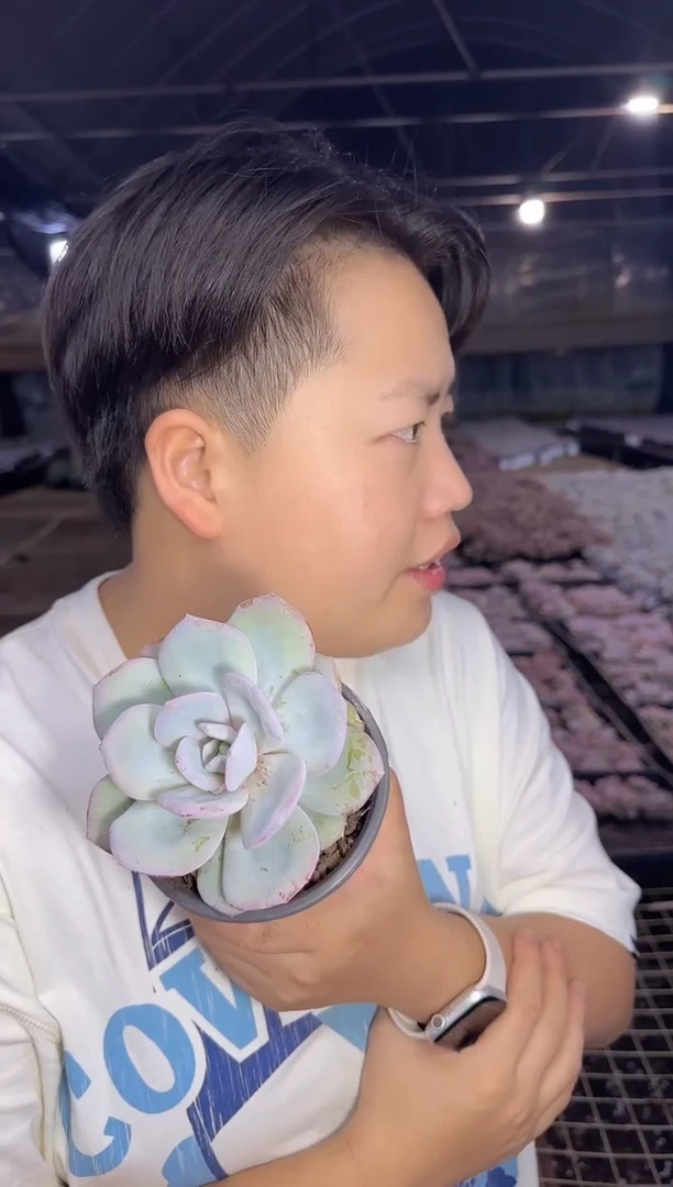 单头奶茶带盆土3.99