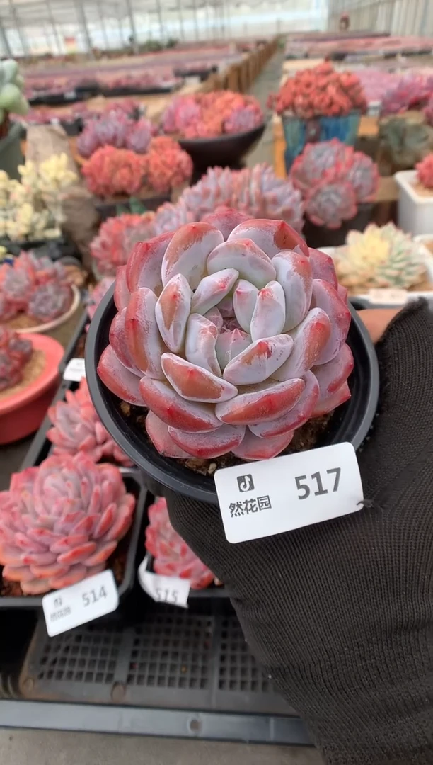 517星影一物一拍