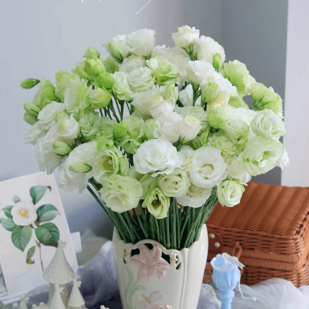 （牛牛甄选）AA级混色洋桔梗 云南基地现采现发 一单也包邮