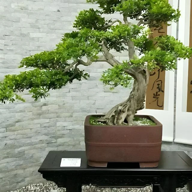 黑松盆景老桩曲杆文人大树型庭院别墅盆景