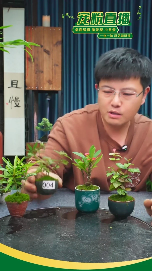 无花朵琪*妹苔藓微景观004号