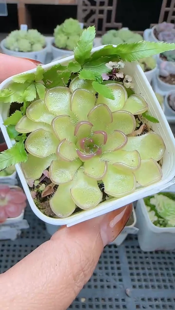 1105-633近藤麦秆群不包整