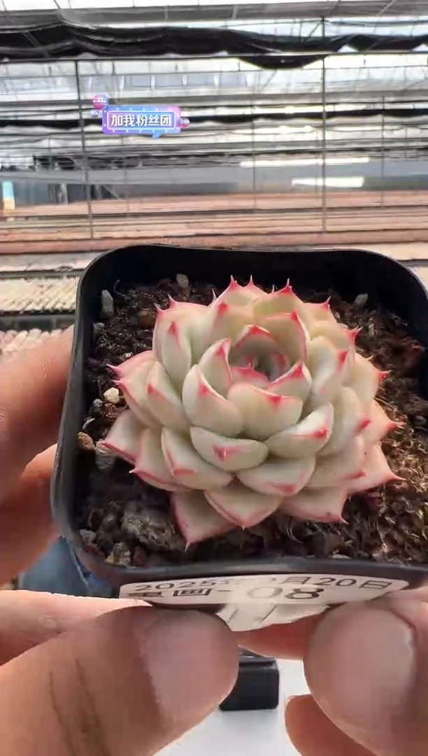 【闪购商品】童画-8