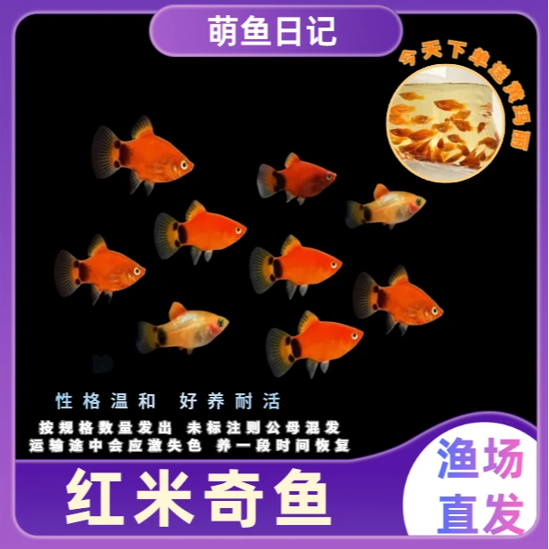 米奇鱼黑尾月光鱼小型热带淡水观赏鱼活体好养耐活适合