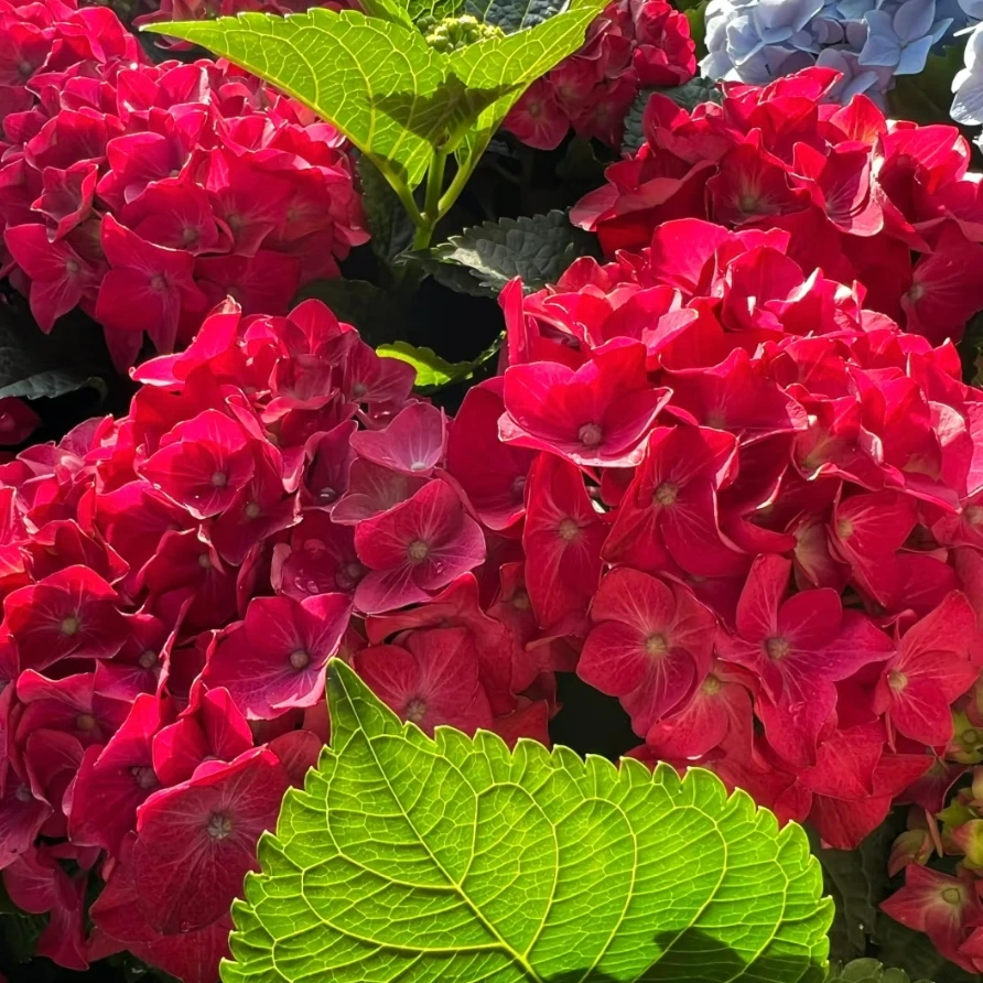 红皇后 小2加仑红色开花发货（方） 花卉盆栽 大花绣球