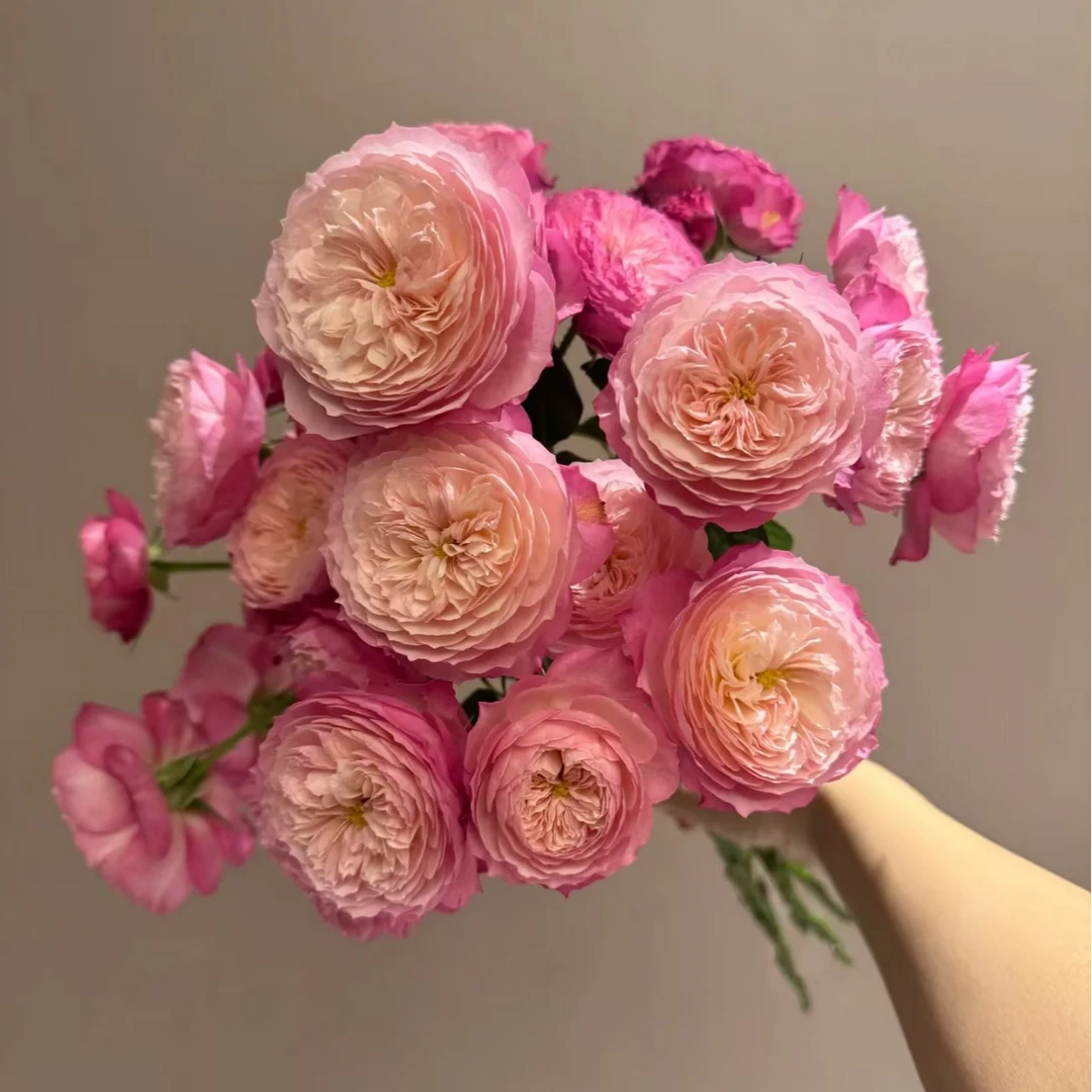 康斯坦茨多头玫瑰-家养鲜花云南基地直发