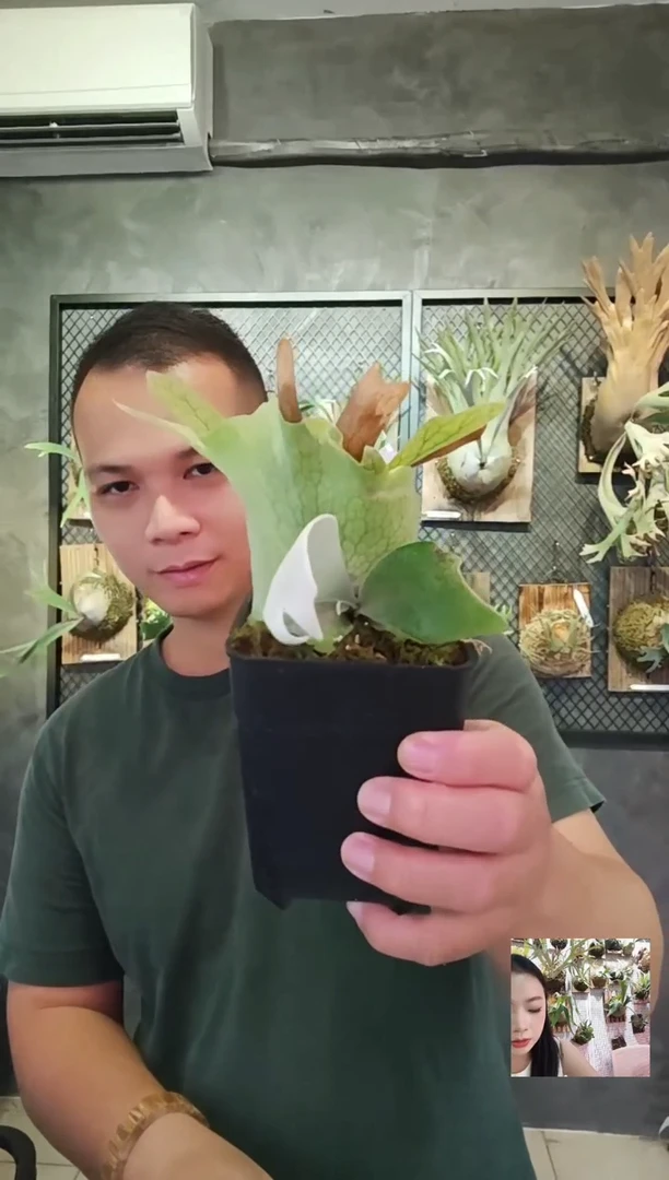 无花朵黄月交塞尔索