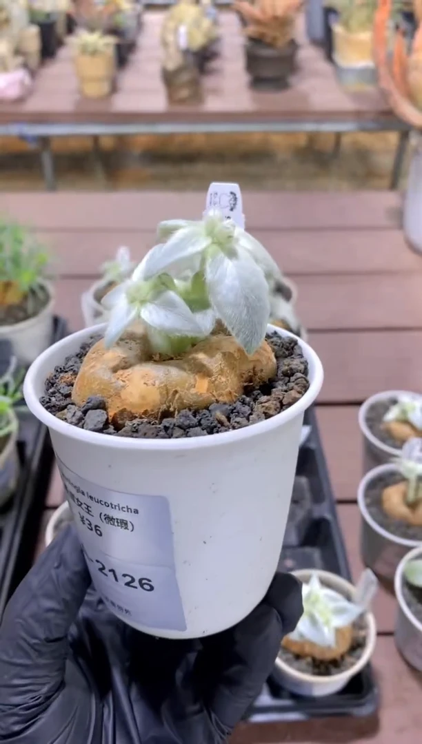 【闪购商品】断崖女王FA-2126