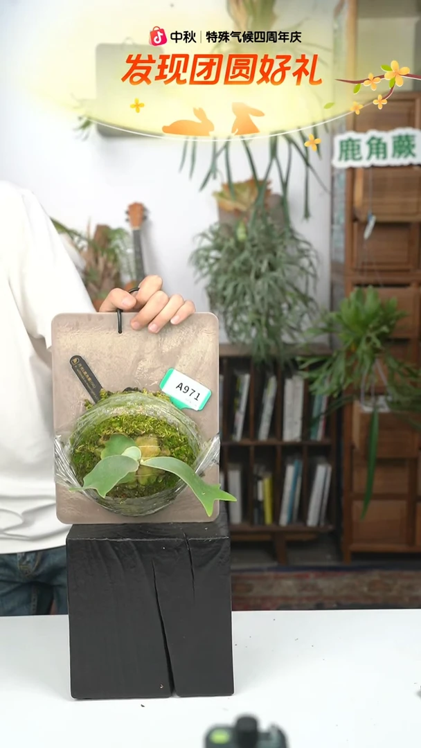 不开花植物A971-月光L侧芽