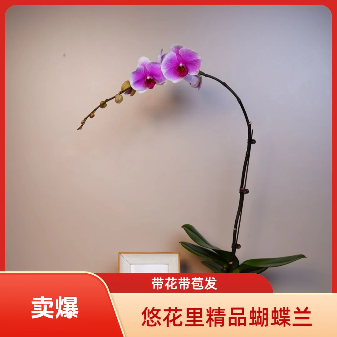 悠花里蝴蝶兰【大绝代双骄】3.0寸带花带花苞开花株发货