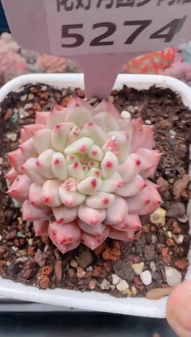 【闪购商品】5274.