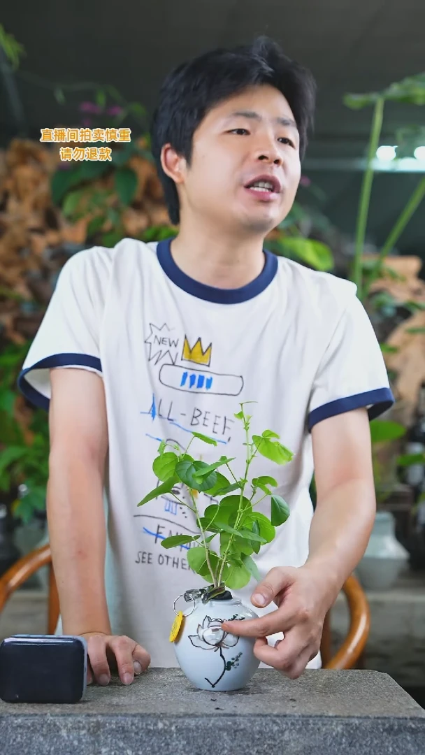 当前无花栽培后可以开花滨朴281T