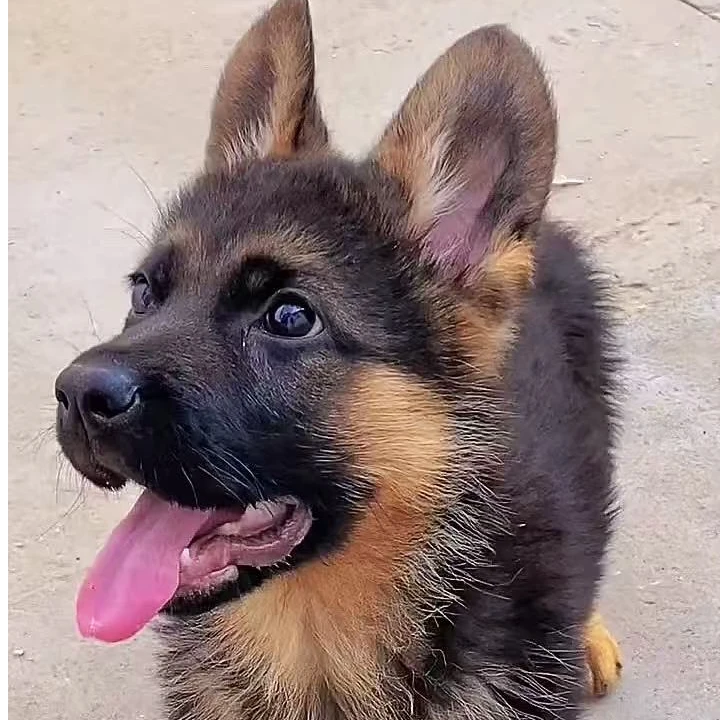 【多宝德牧】T纯种德牧，金毛幼犬活体，疫苗齐全，质保30天细小犬瘟