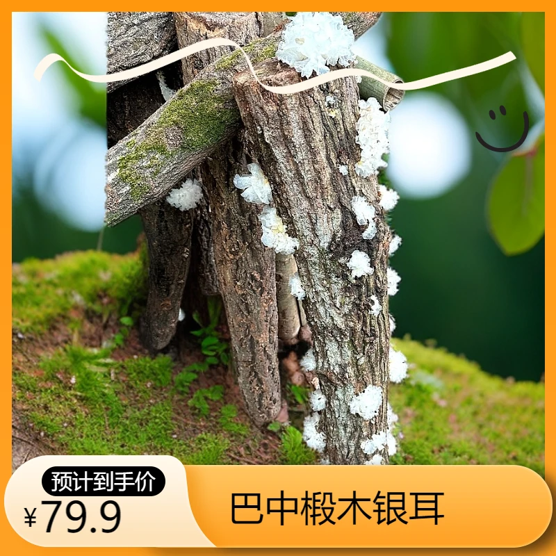 四川巴中通江椴木银耳250克