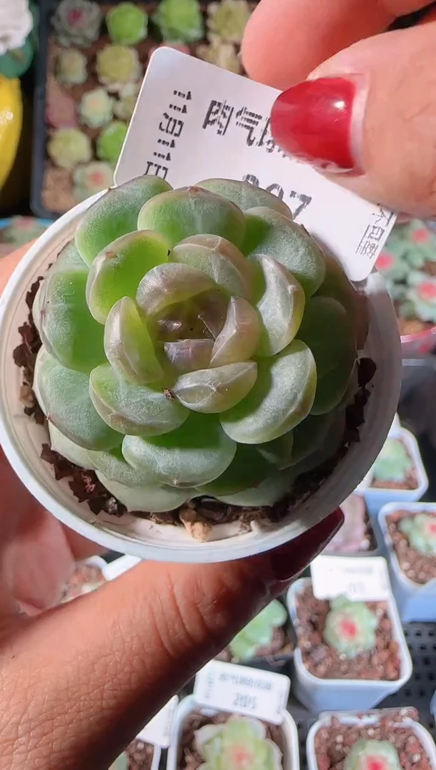 1111-207甘棠群生不包整