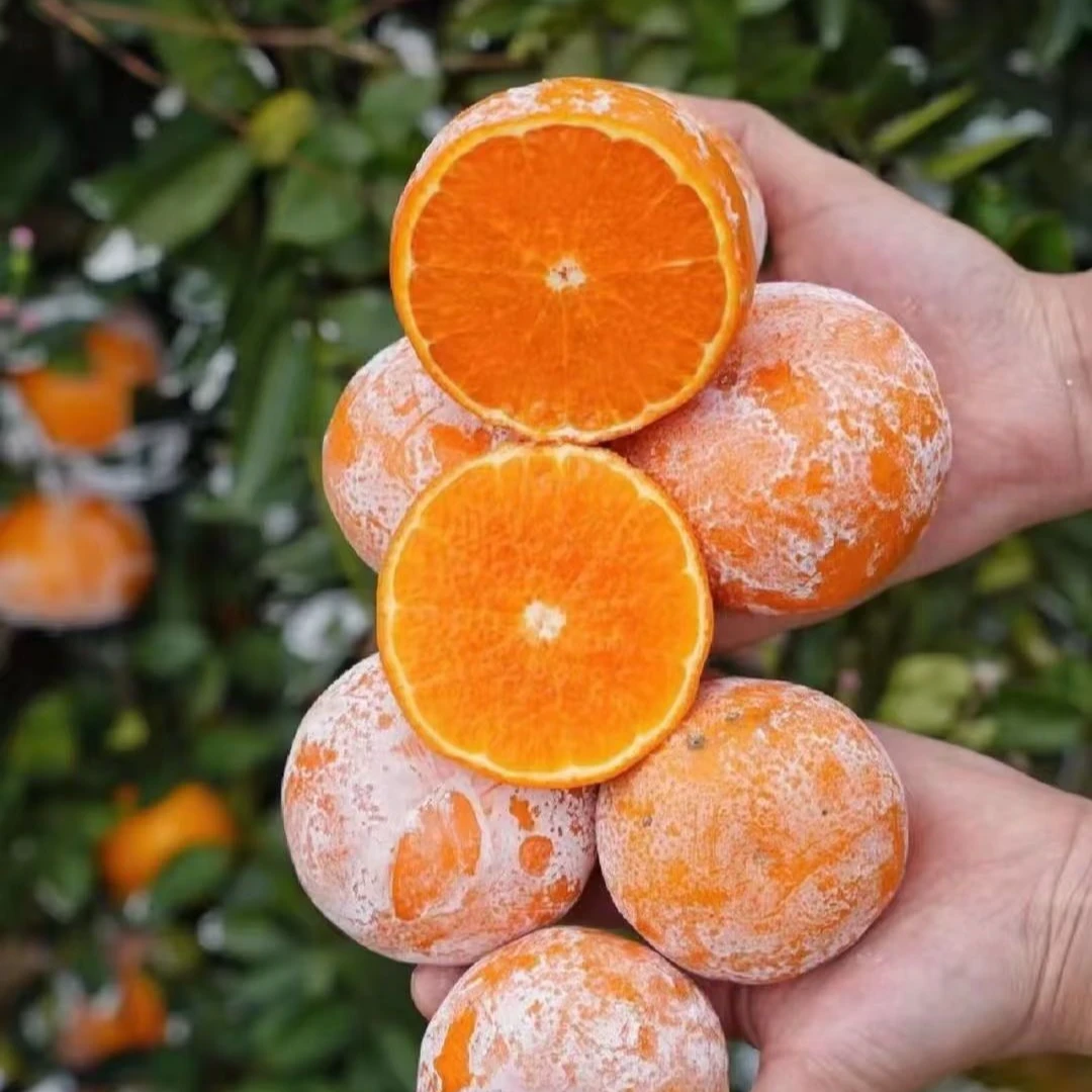 【新疆包邮】网红脏脏柑-广西茂谷柑