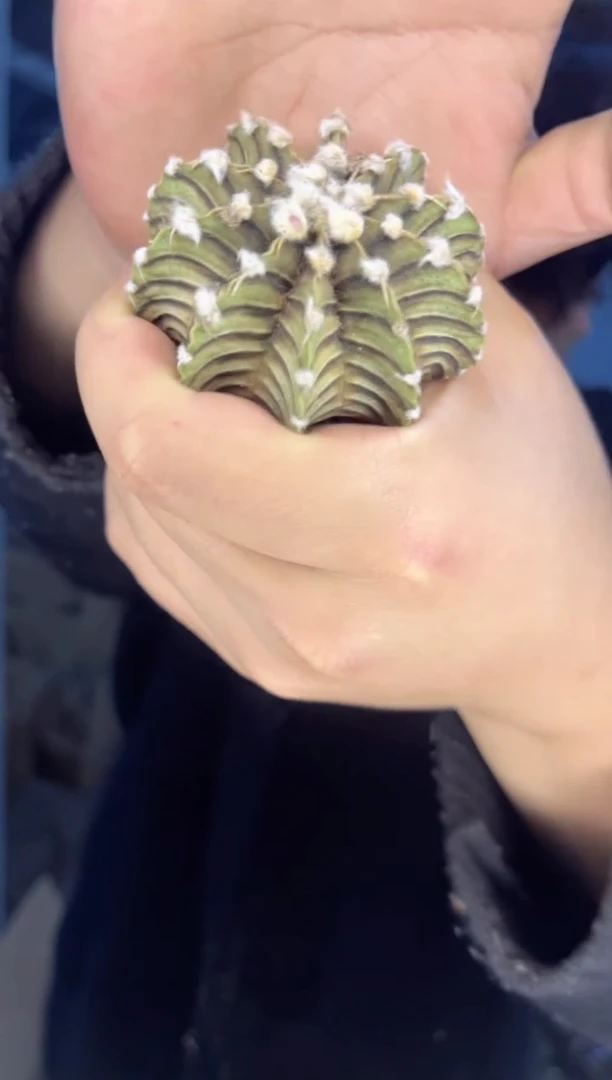 【闪购商品】泰系高绒 纯肋骨