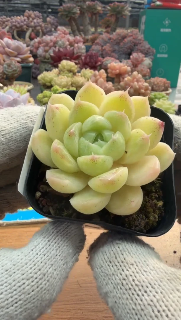 东云多肉园三店-85