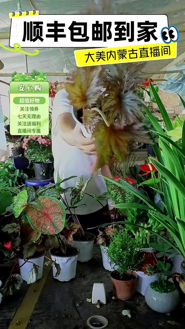 完全开放观叶海棠