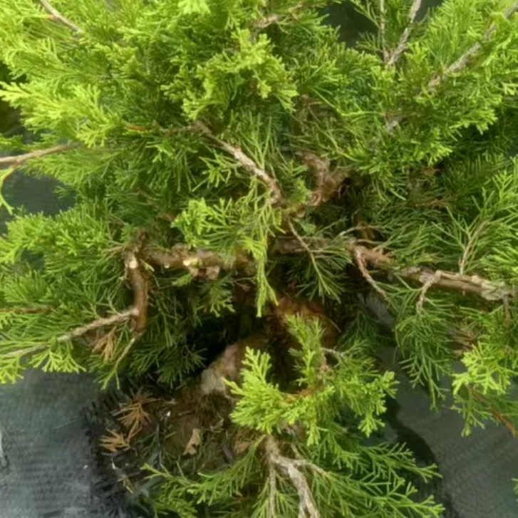 济州真柏盆景一物一拍