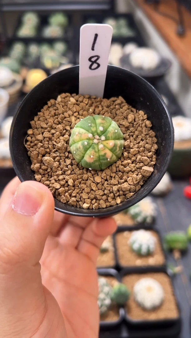 粉锦海星带腹棱实生编码18