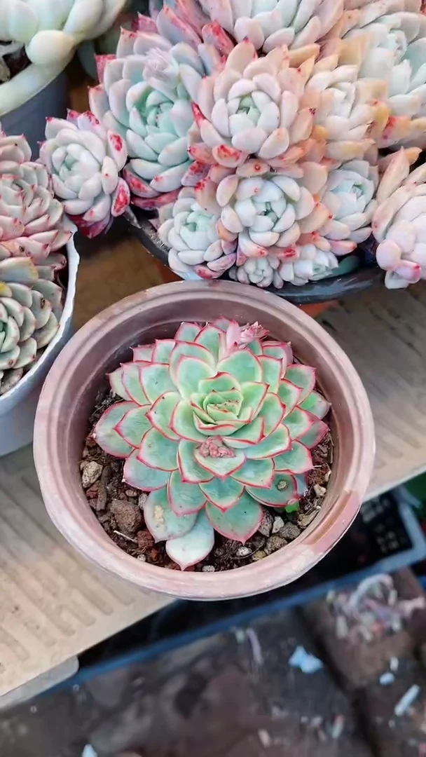 【闪购商品】17088