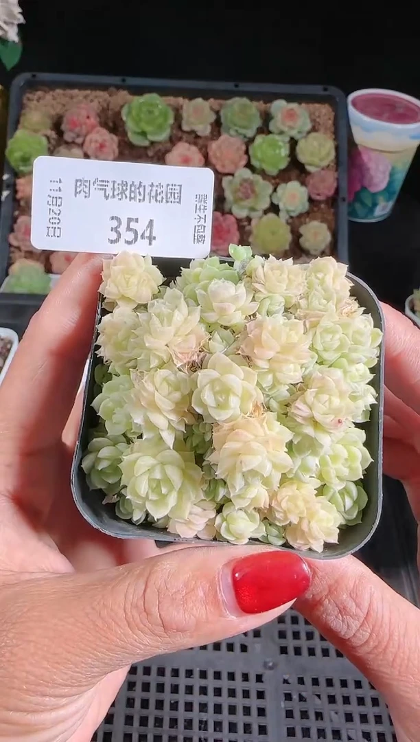 1120-354群生不包整