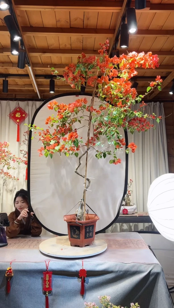 【闪购商品】盆景海岛红