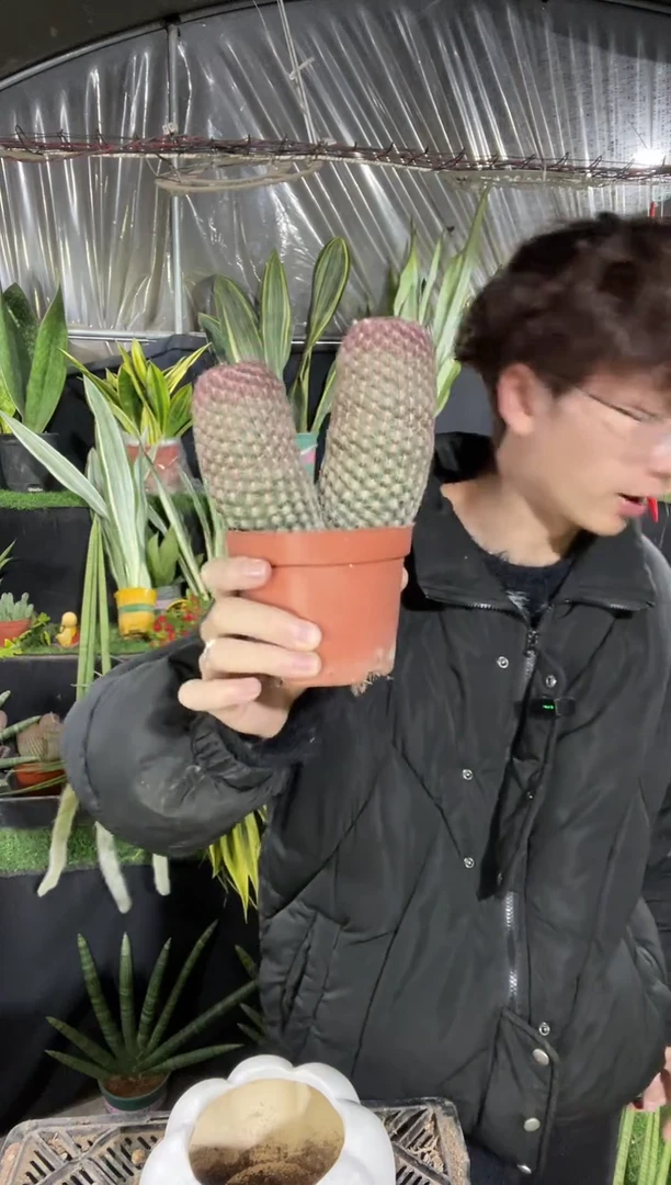 【闪购商品】双头红太阳脱土14.8