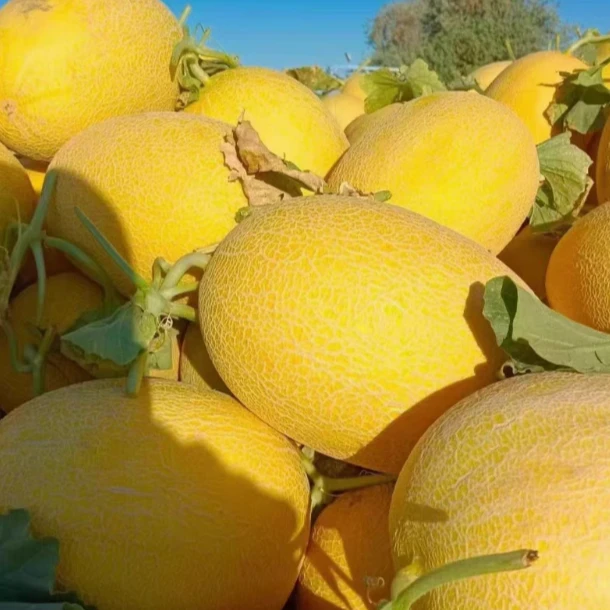 2zz{新疆直发}新疆吐鲁番金色年华哈密瓜脆甜多汁坏损包赔  DD