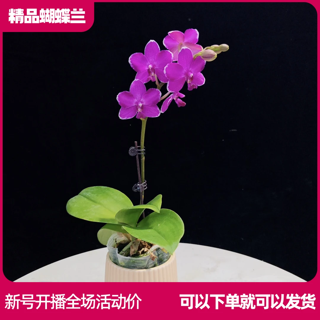 【红水晶B01】任意两颗包邮 只拍一颗默认【发苗】