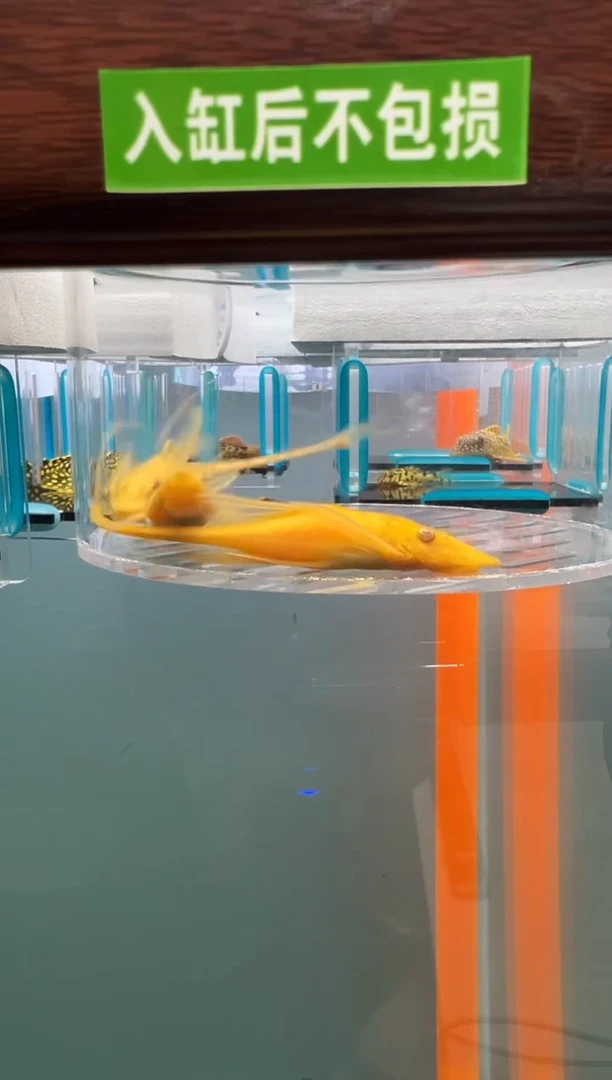 清道夫119号 直3微瑕入缸不包损录制完整开箱视频8.5/9.5厘米