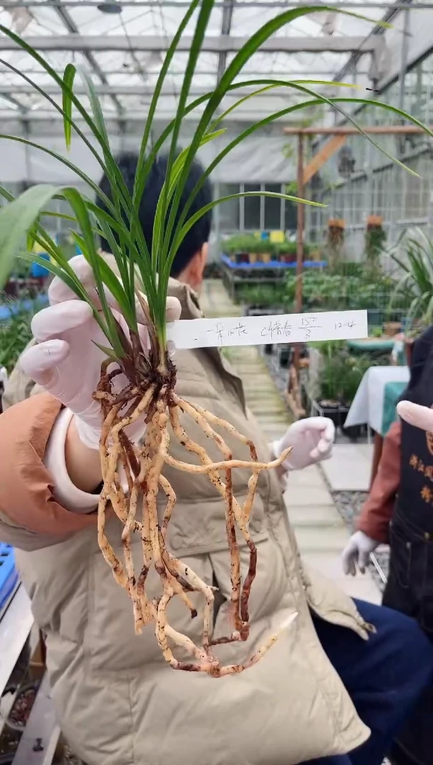 当前无花朵，栽培后可花朵一***?惜春，，，一朵小花