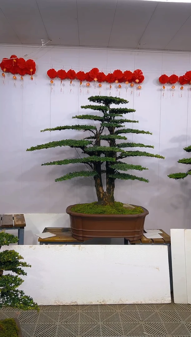 【闪购商品】盆景1