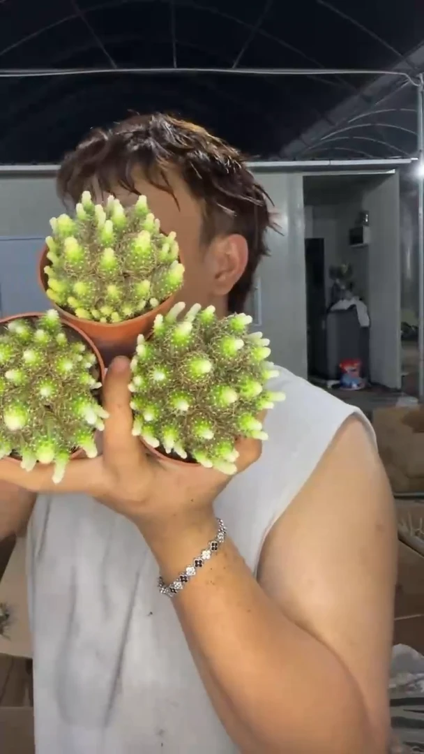 3颗 徒长 多头 辉煌丽花【带根】