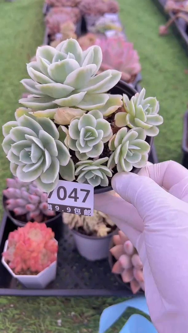 【闪购商品】信福多肉一物一拍