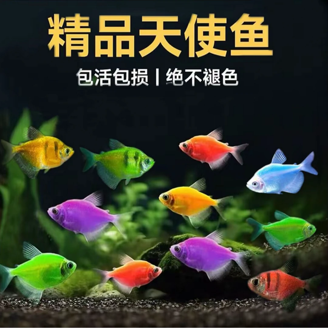 30条包邮七彩荧光天使鱼七彩神仙鱼小型热带观赏鱼不褪色群游好养