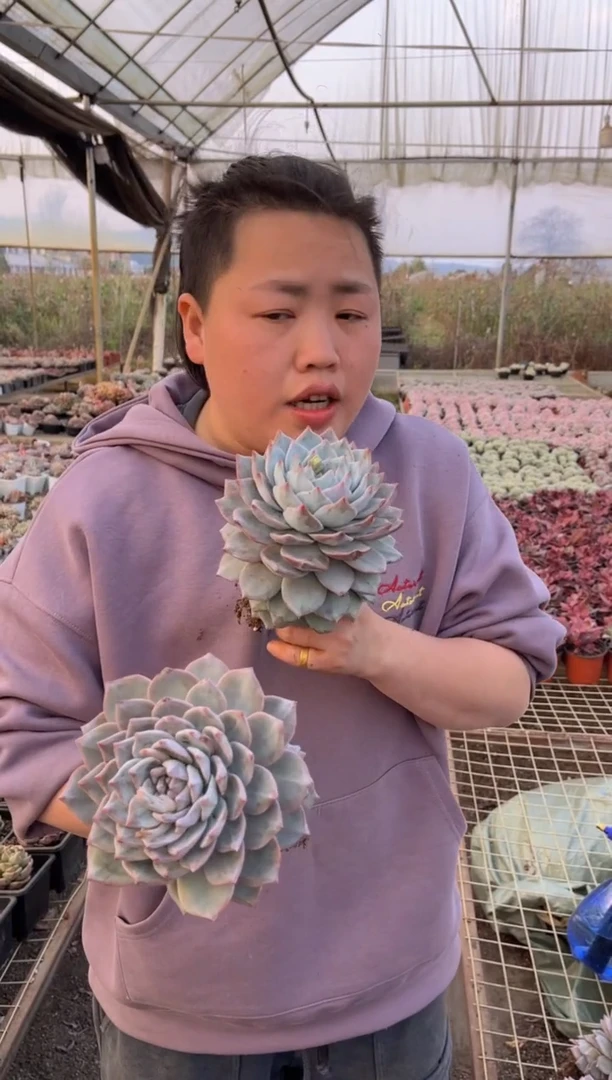 【闪购商品】50-单头粉蓝鸟2颗5