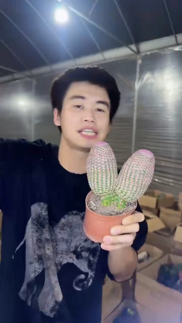 双头 红太阳【带根】