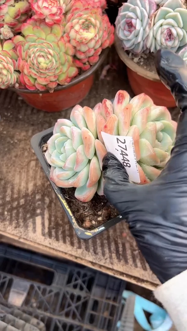 f*f多肉植物一物一拍27448