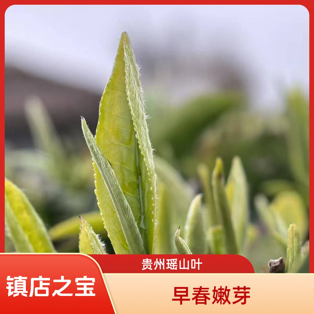 【茶场直发】贵州瑶山叶毛尖茶早春新茶高山绿茶明前鲜嫩手工茶