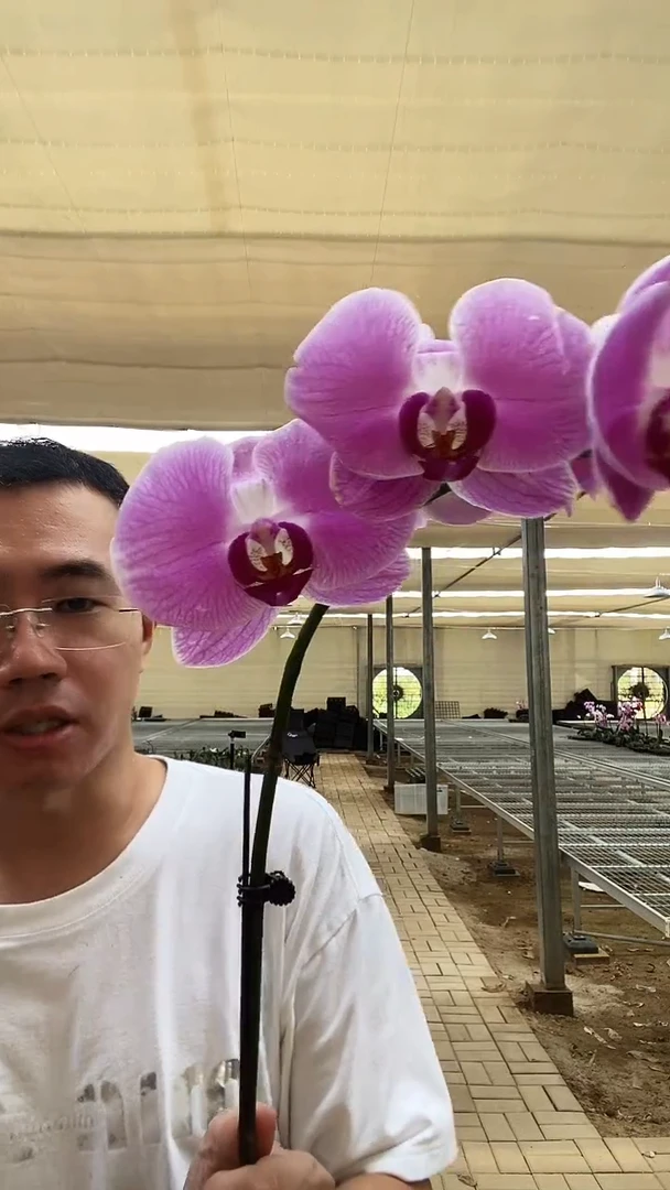 大部分开放少量花苞微瑕仙桃2棵