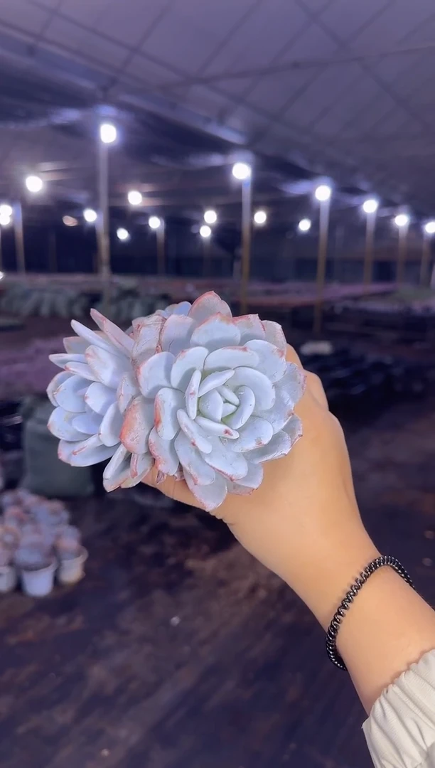 双头起雪莲带盆土 5