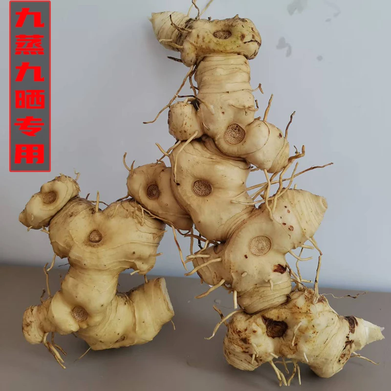 贵州大山采药人现挖新鲜野生大黄姜老虎姜九蒸九制专用精色姜