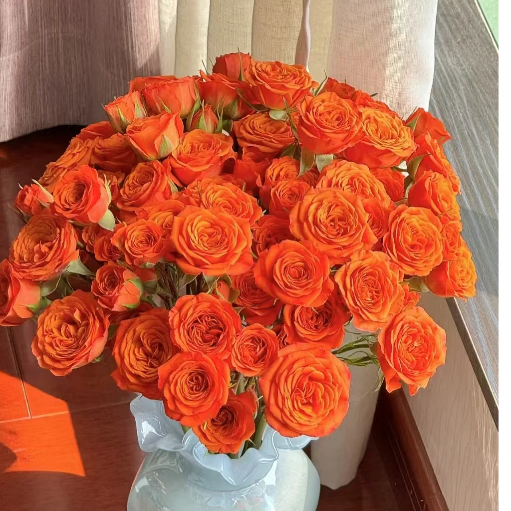 【 阿卷哥鲜花】橙芭比多头玫瑰  家庭插花
