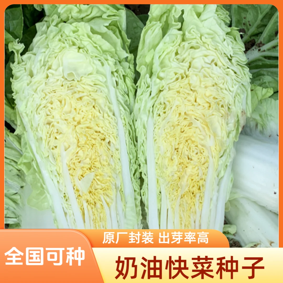 可盆栽奶油快菜种子四季小白菜蔬菜青菜白莱快菜子蔬菜大全夏季