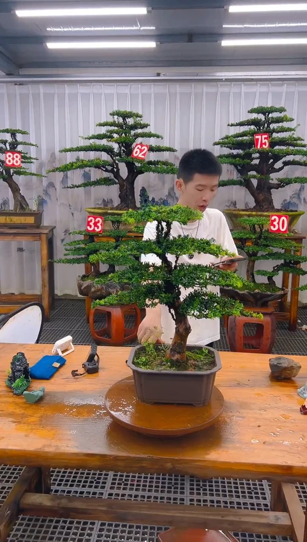 无花朵精品盆景直播间一物一拍