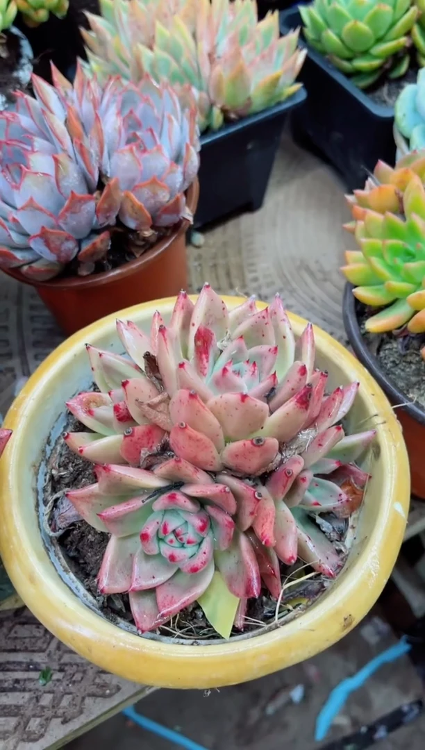 胡*花28044多肉植物一物一拍