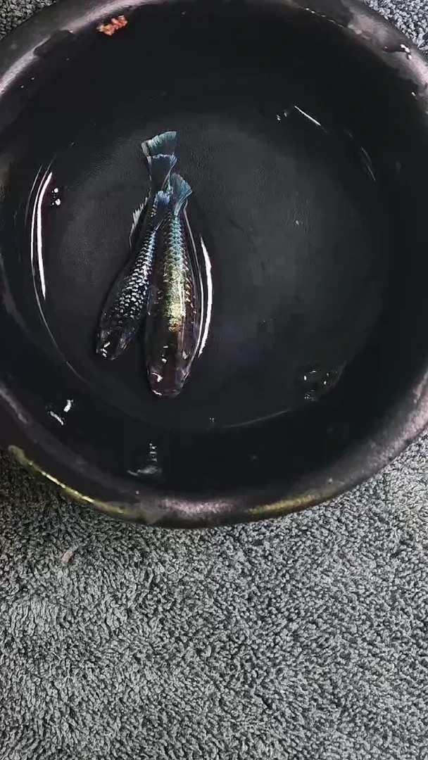 青鳉鱼观背青鳉07