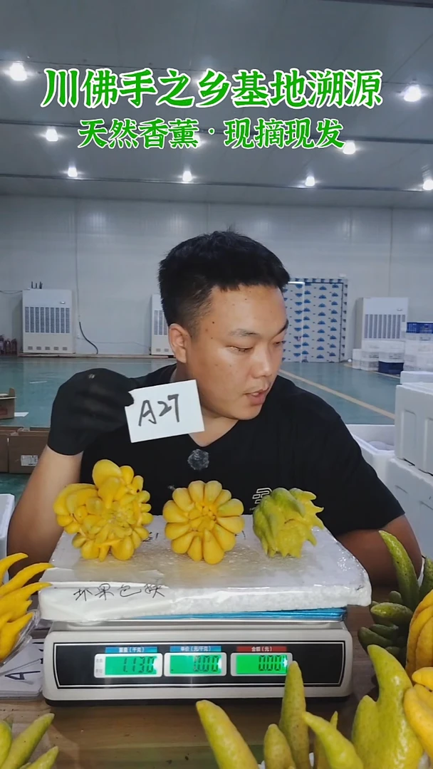 柑橘【一物一拍】川佛手柑鲜果A27